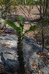 Euphorbia perrieri Tsingy de Namoroka GPS249 Mad 2015_1256.jpg